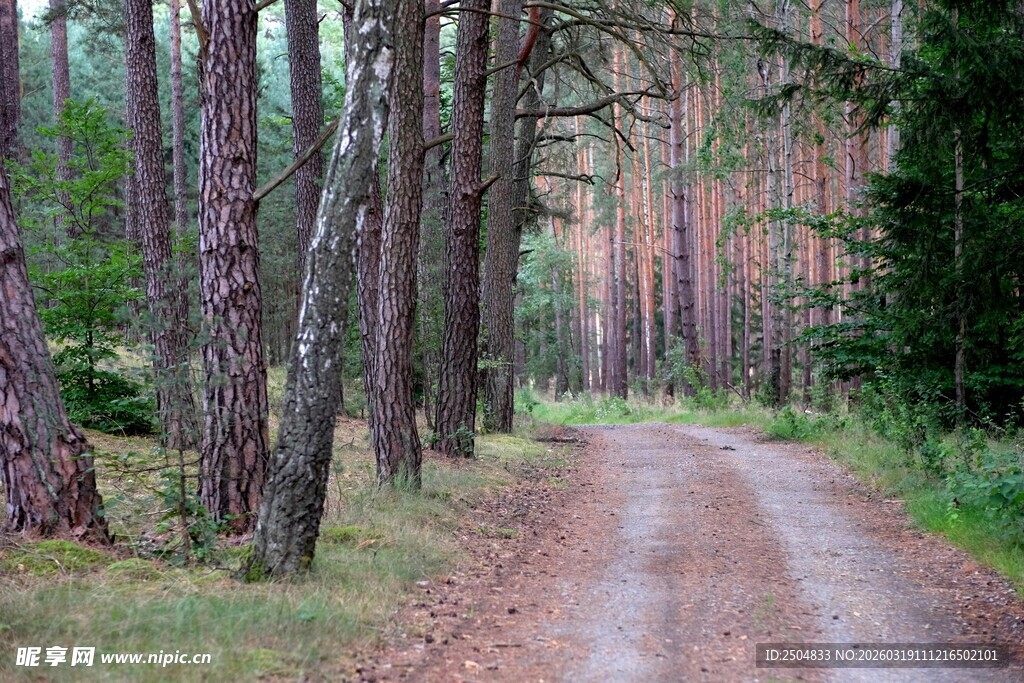 林间土路 静谧自然之景