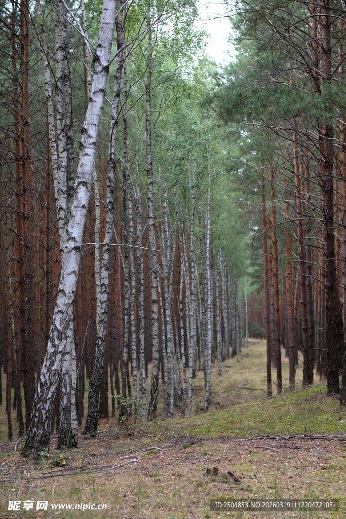 林间小道 白桦与松树相映