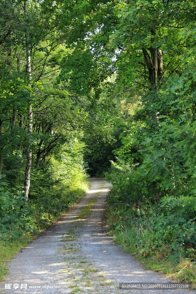 林间幽静小道