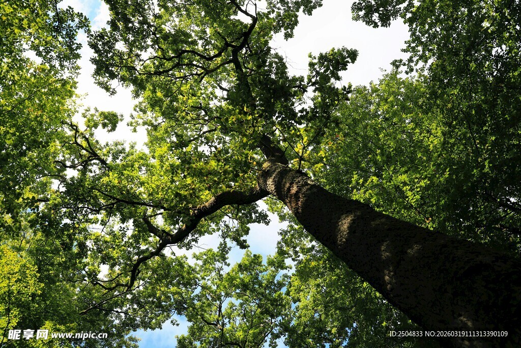 仰视繁茂大树树冠