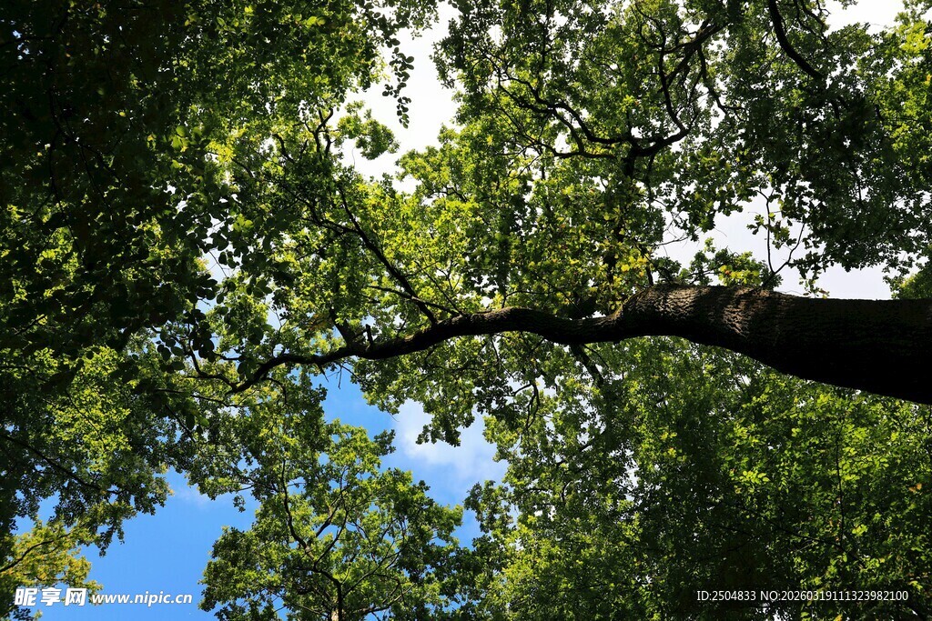 仰望繁茂树冠与蓝天