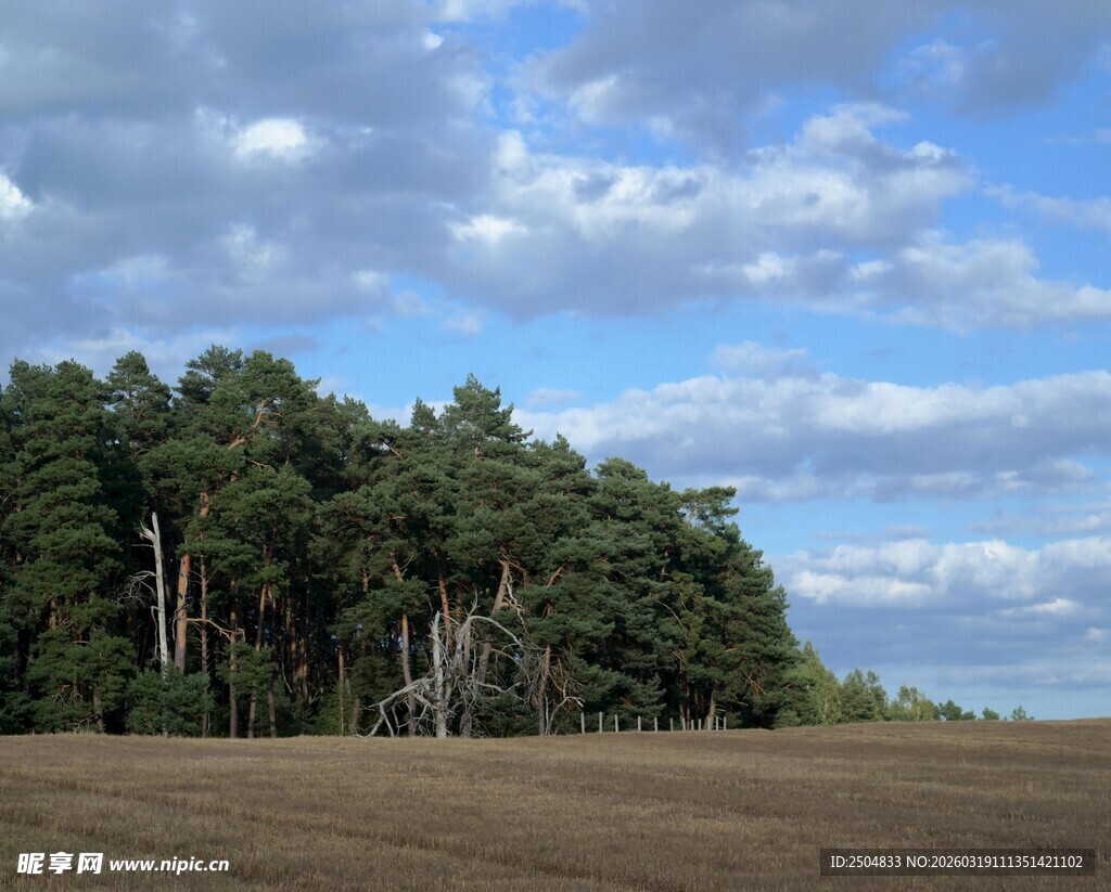 旷野松林与蓝天白云