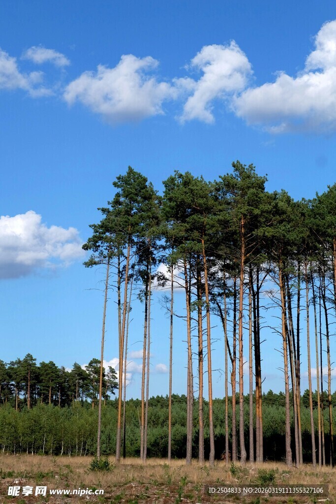 挺拔松树林立蓝天之下