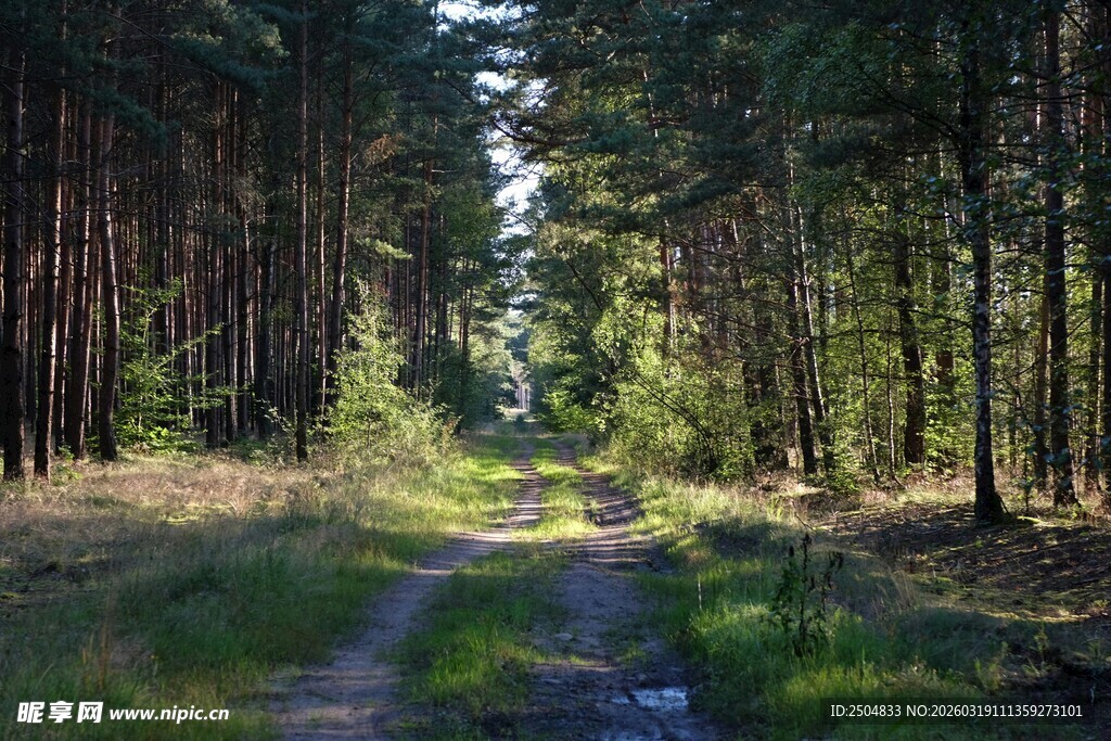 林间小道 阳光洒落森林
