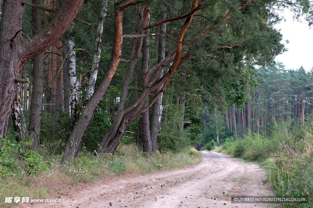 林间蜿蜒小路 自然景致
