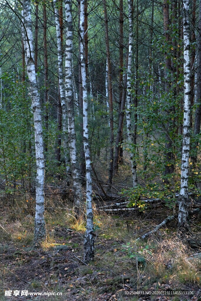 白桦树林中的静谧自然景