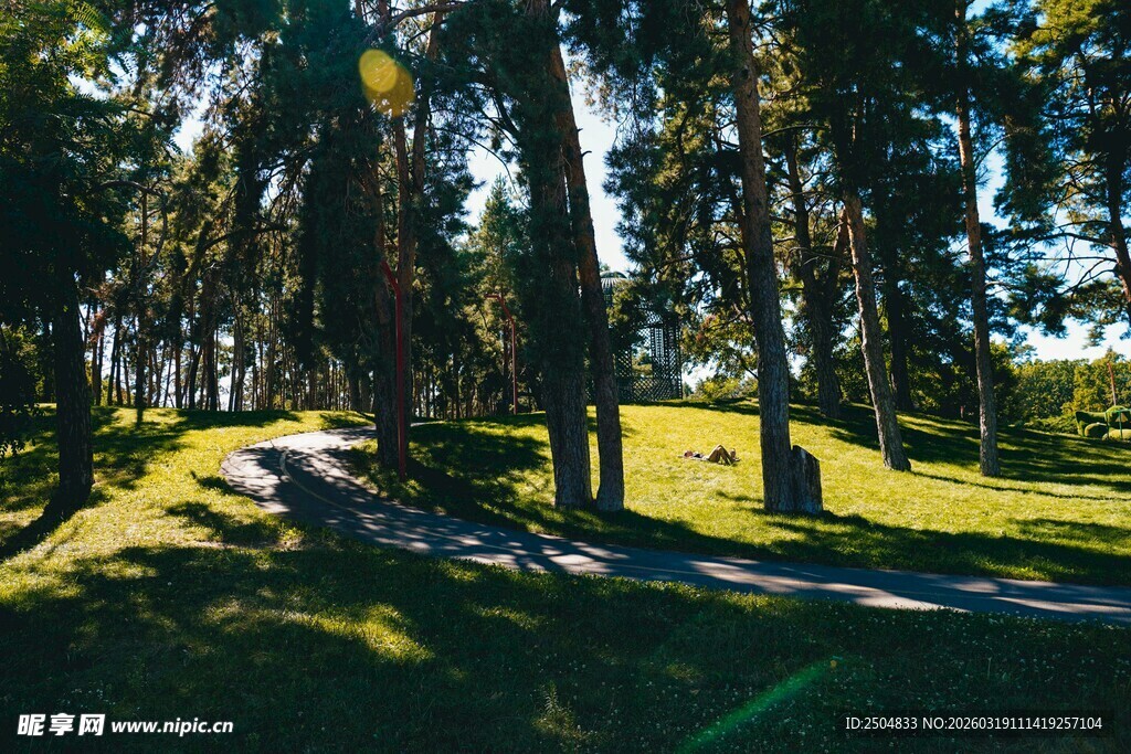 林间阳光洒落的静谧小道
