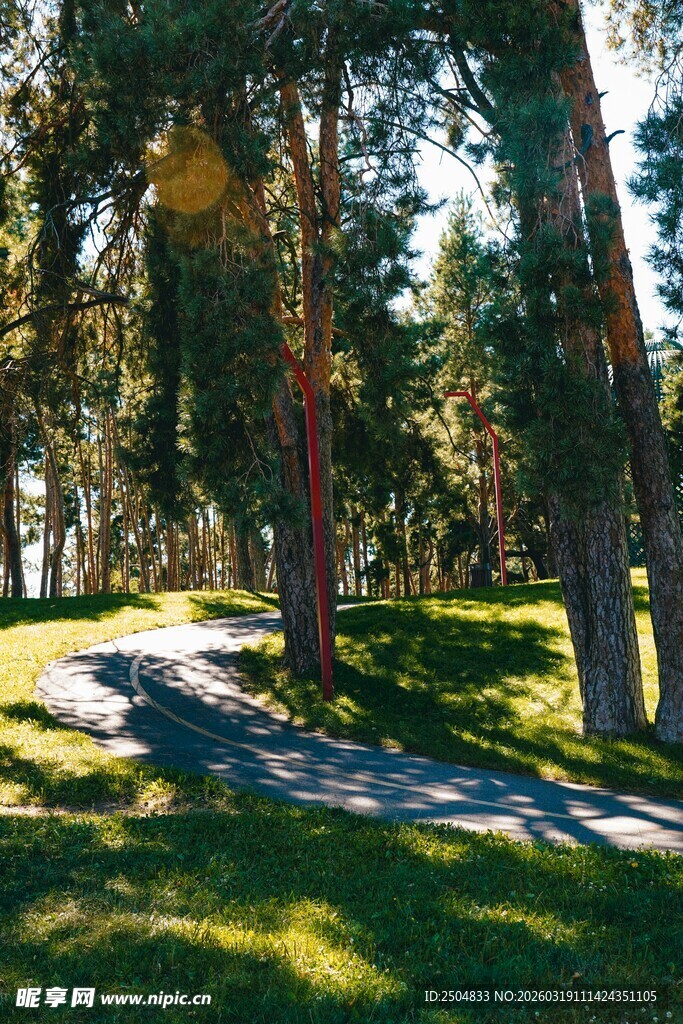 林间阳光洒落的静谧小道