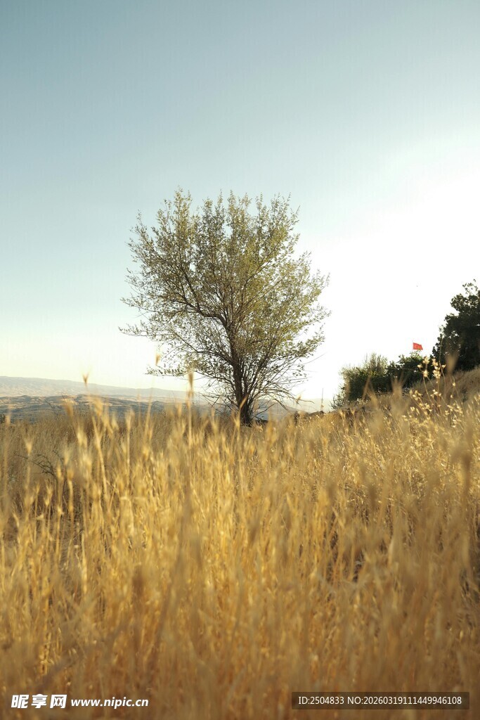 金黄田野中的孤独树木