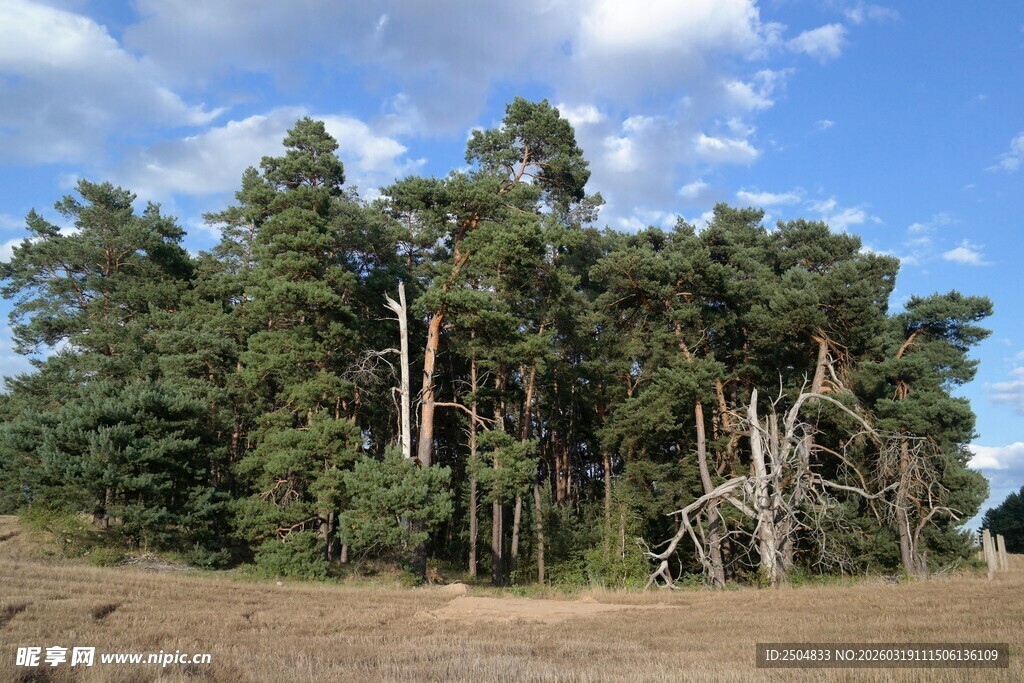 松林景观 蓝天白云相伴