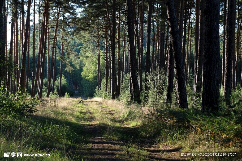 林间小径 静谧森林风光