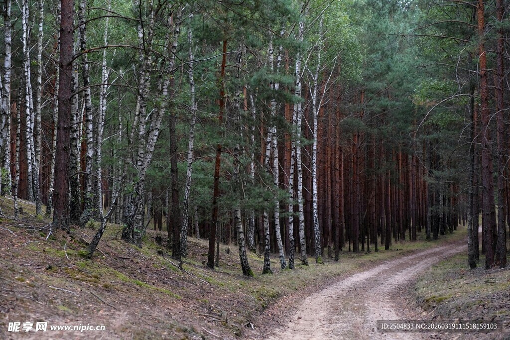 林间蜿蜒小路 静谧森林风光