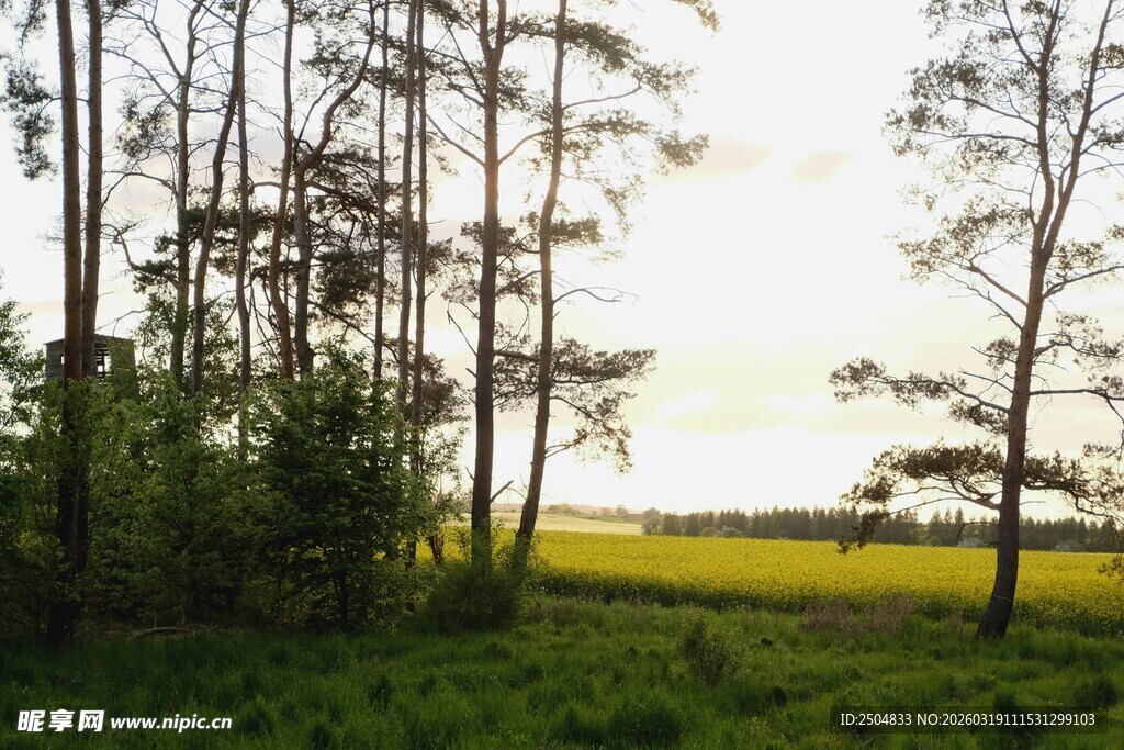 林间草地的自然景致