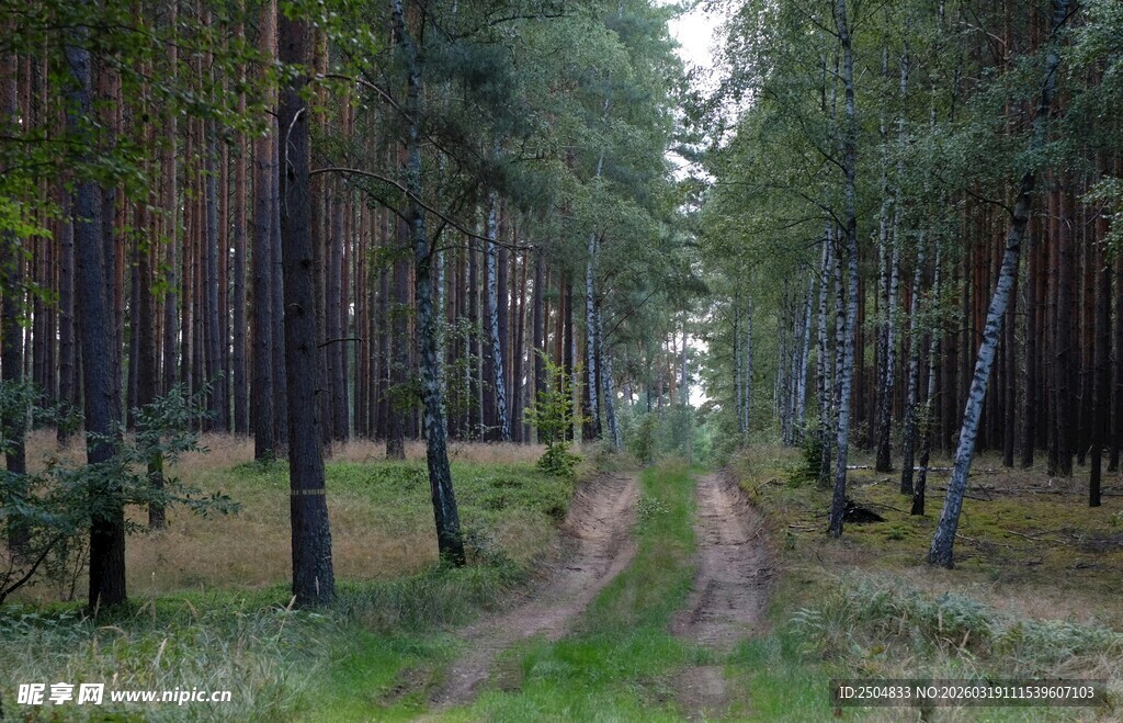 林间小径 静谧森林风光