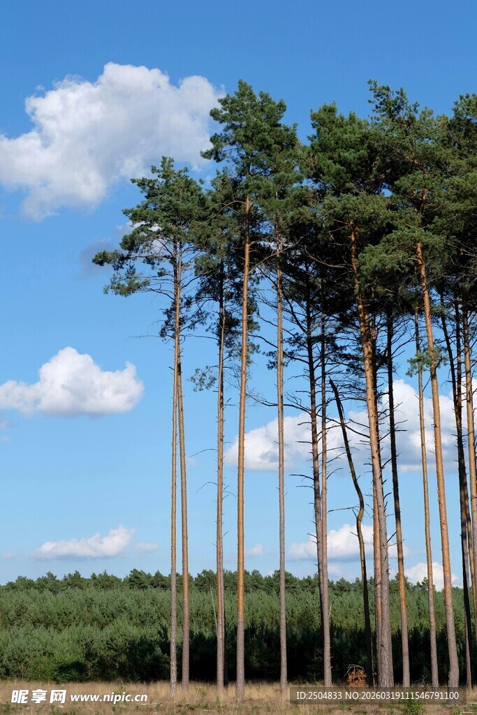 蓝天白云下的挺拔松树林