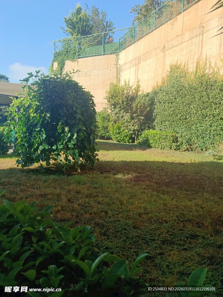 庭院绿植景观