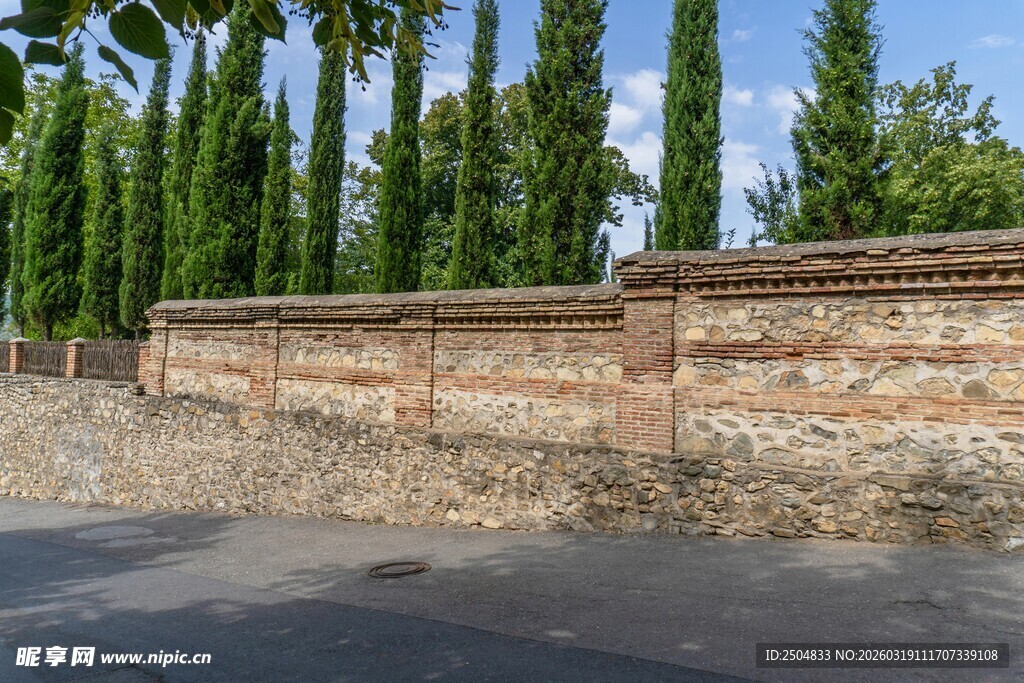 古老砖墙旁的高大柏树