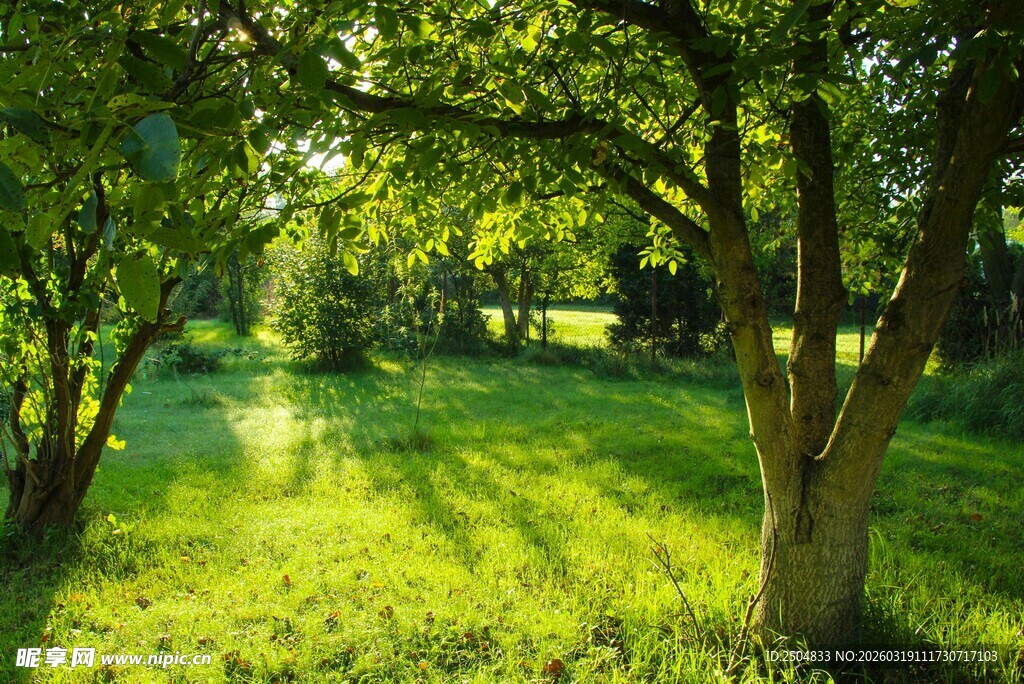 阳光洒落的静谧林间草地