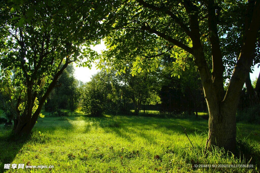 阳光洒落的林间绿意