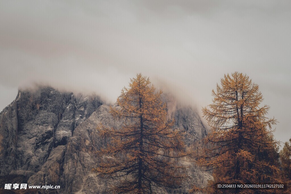 雾中峻岭与金黄树木