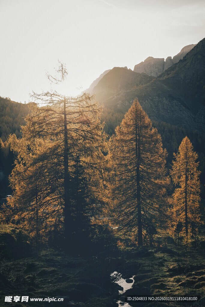 夕阳下的山林美景