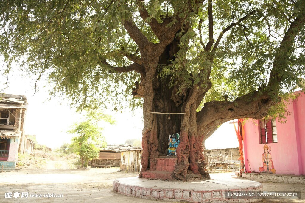 古老大树守护乡村小院