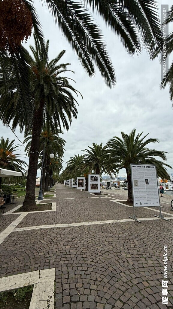 海滨步道旁的高大棕榈树