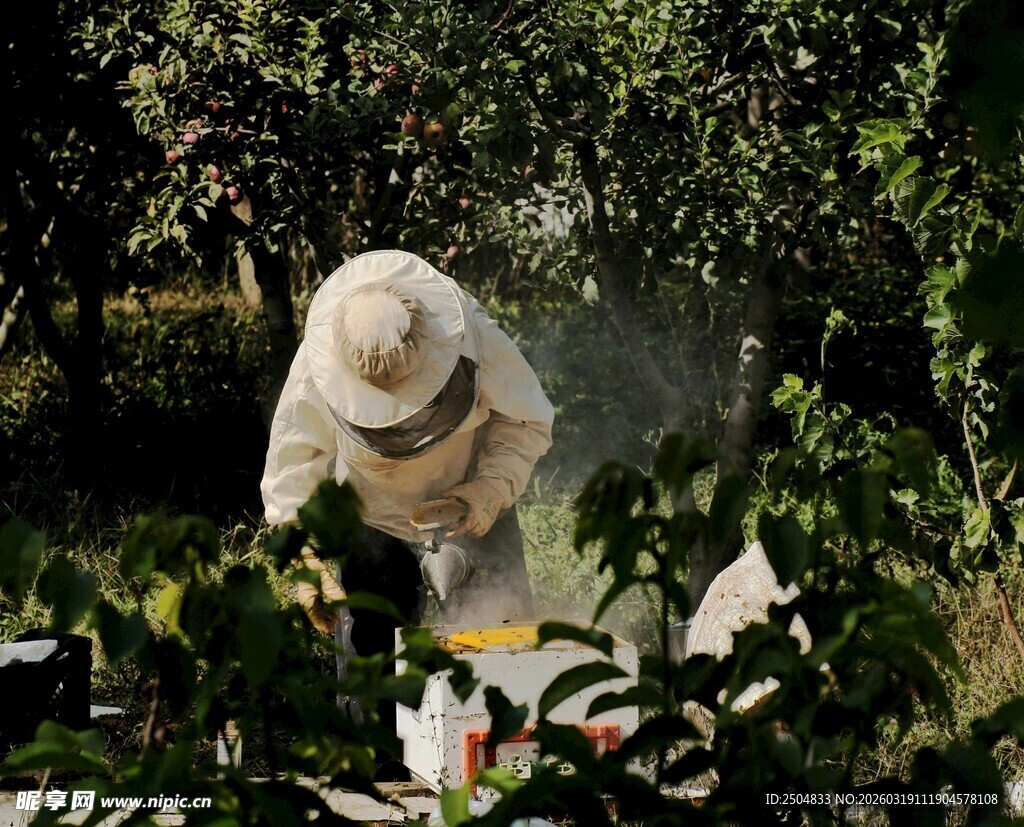 养蜂人于林间专注作业