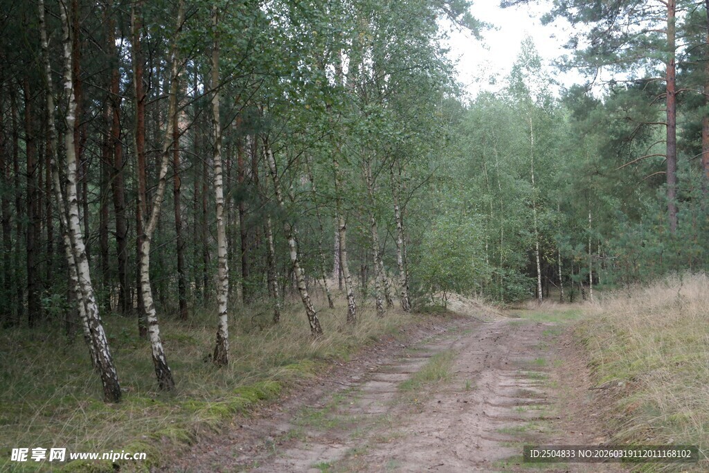 林间土路 静谧自然之景