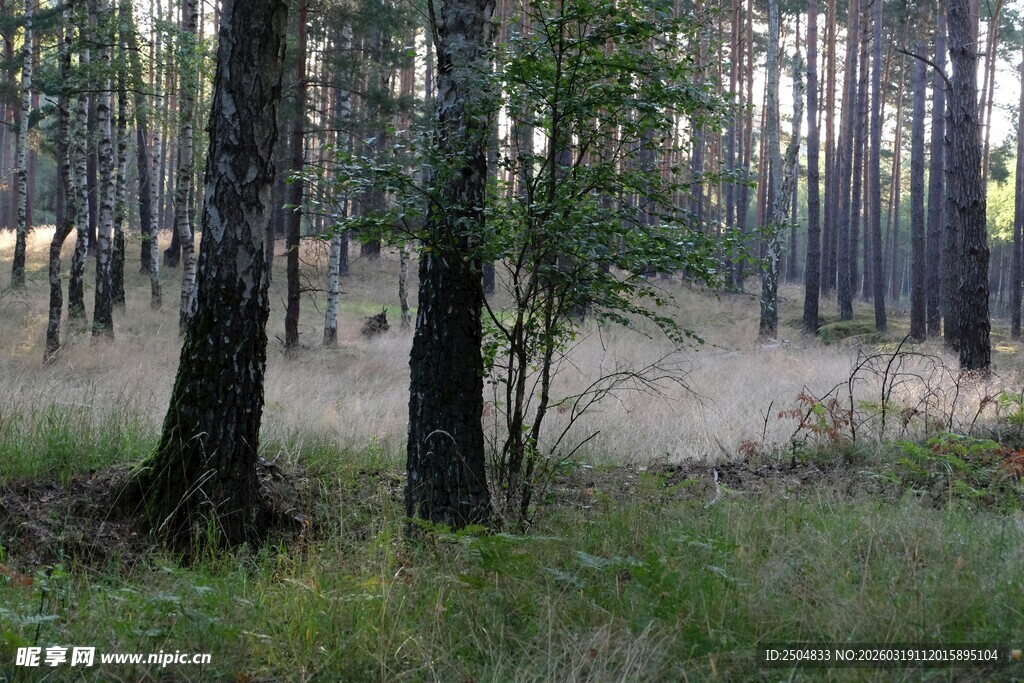 静谧森林景观