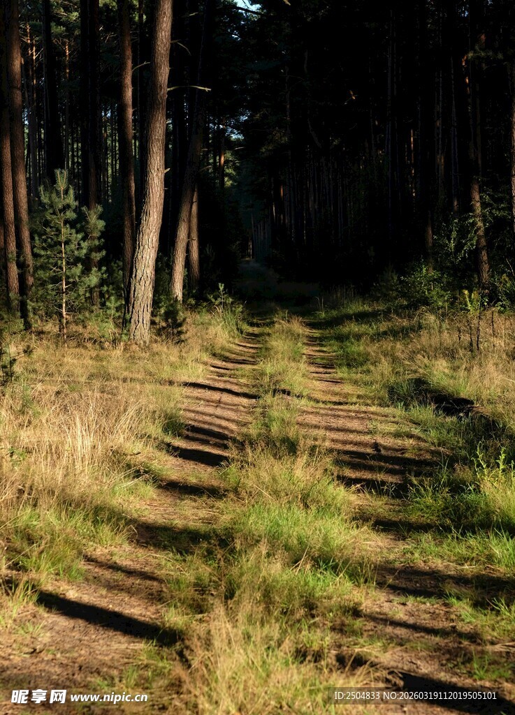 林间光影斑驳的蜿蜒小径