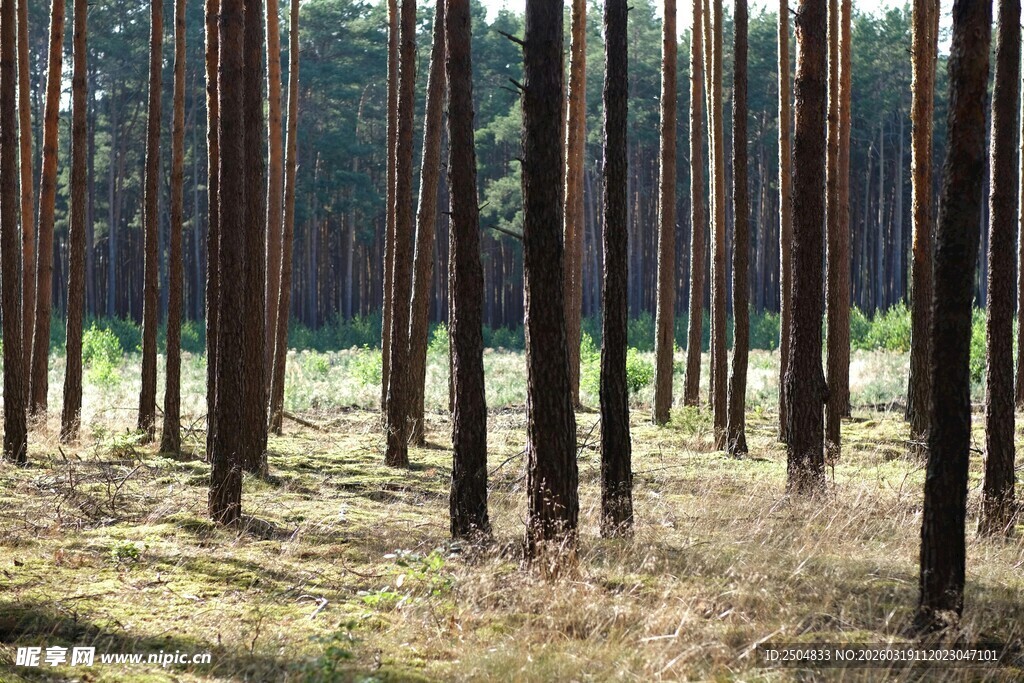 阳光洒落的茂密松树林