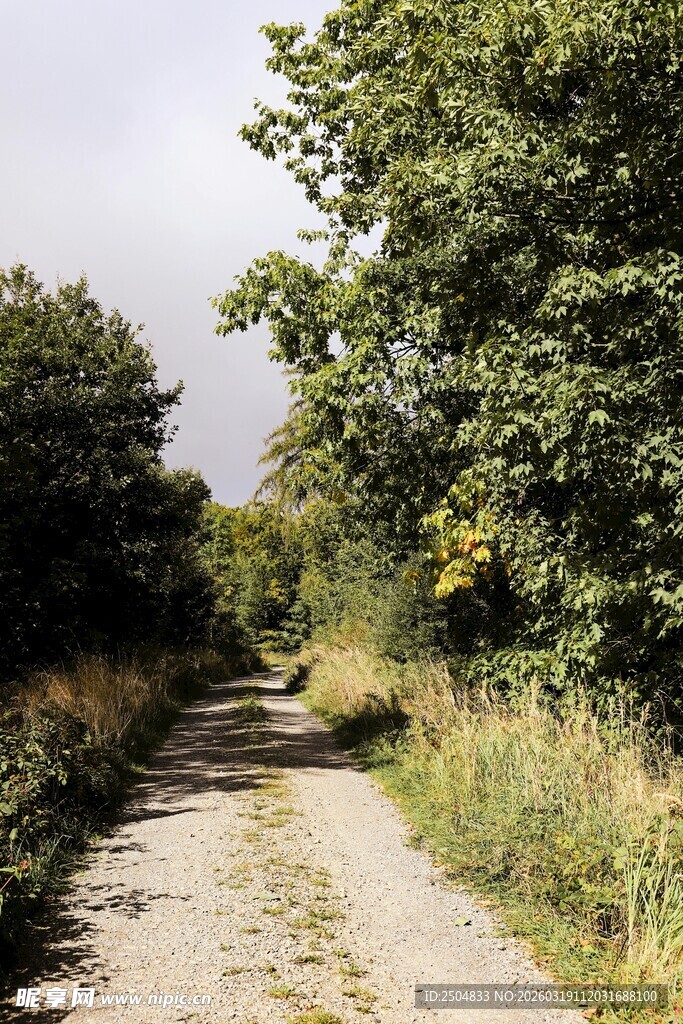 乡间小路穿行于绿树之间