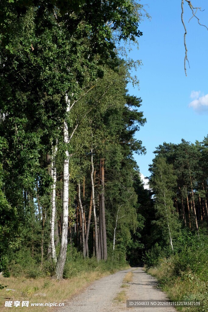 林间小道 夏日清新景致