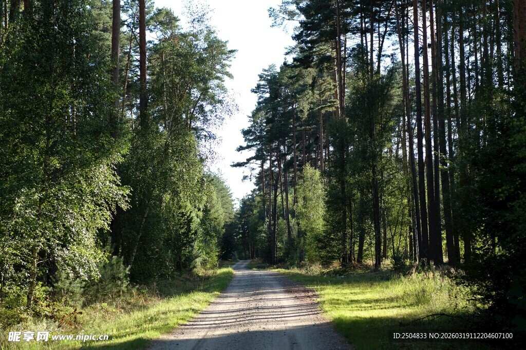 林间小道 静谧自然之景