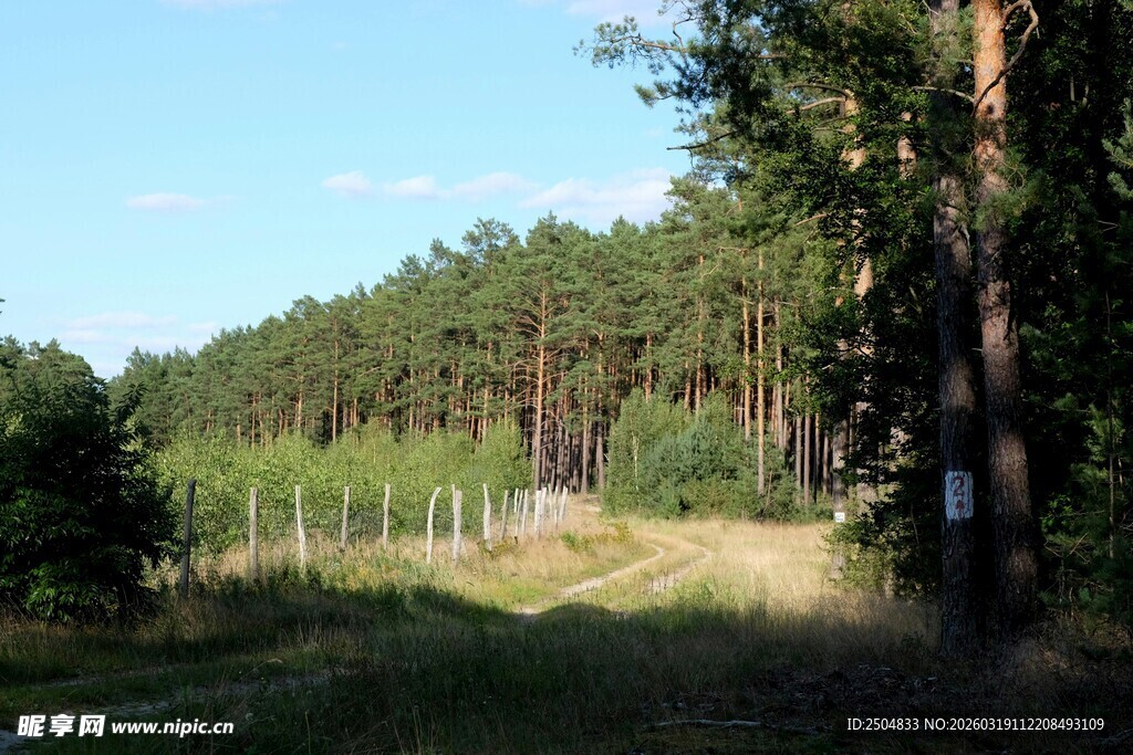 林间小道 阳光洒落的静谧处