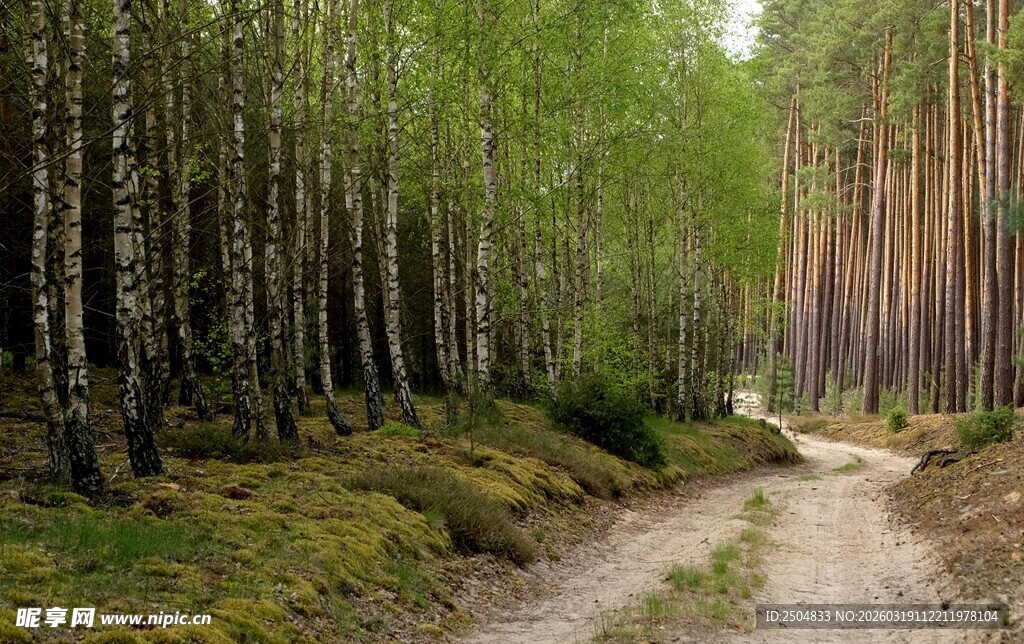 林间小道 漫步自然之境