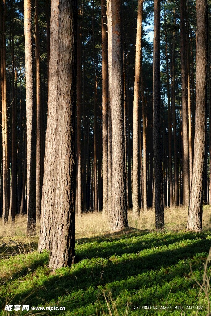 阳光照耀下的静谧松树林