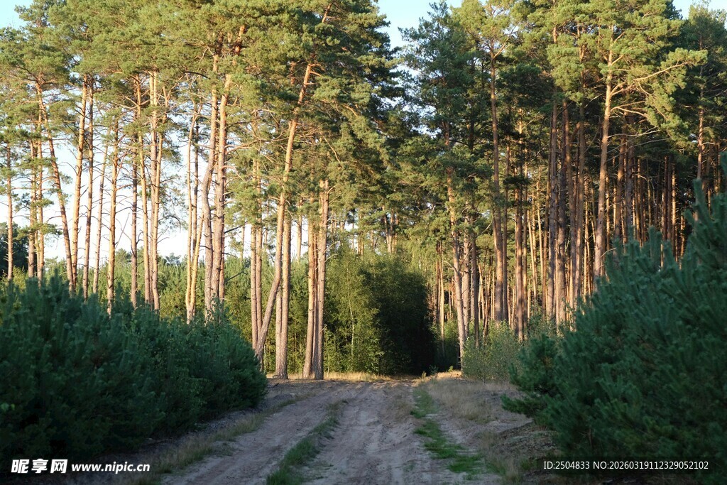 林间小道 静谧松林风光