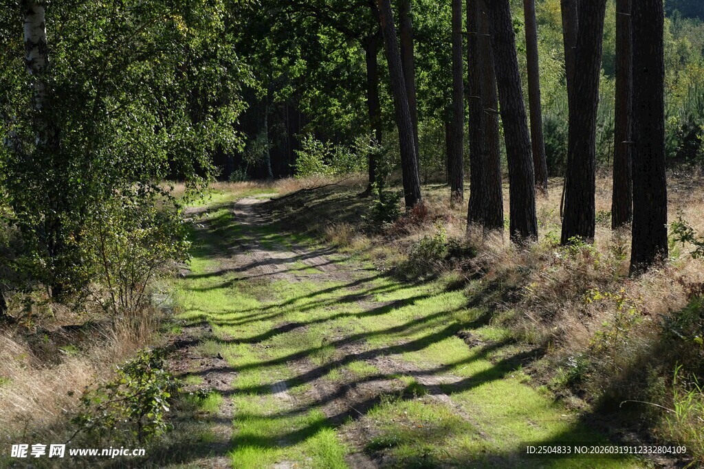 林间光影斑驳的石板小径