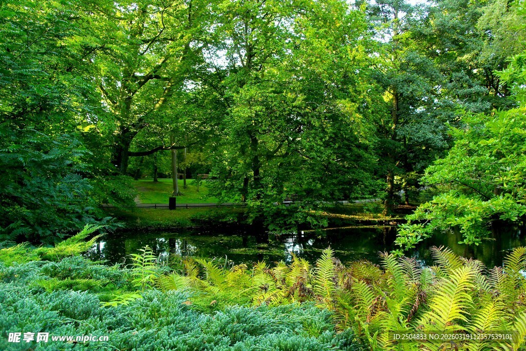 森林中的繁茂绿植景观