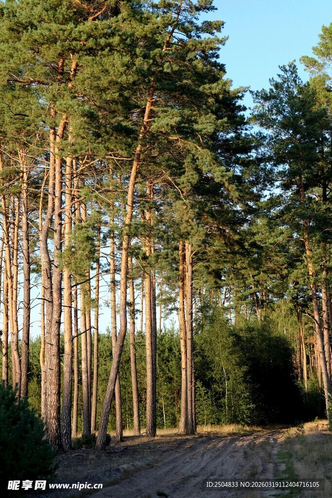 林间土路 挺拔松树环绕