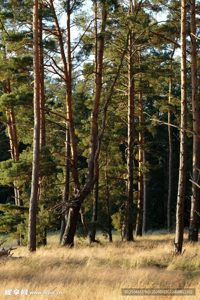 秋日松林草地美景