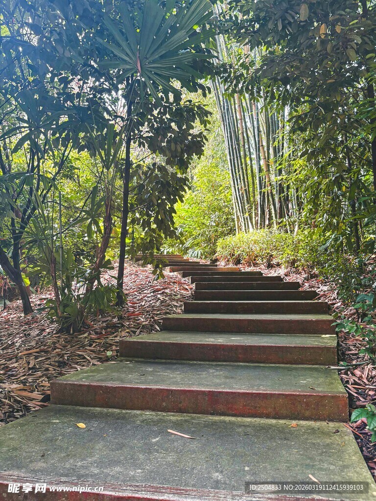 林间石阶小道 自然景致