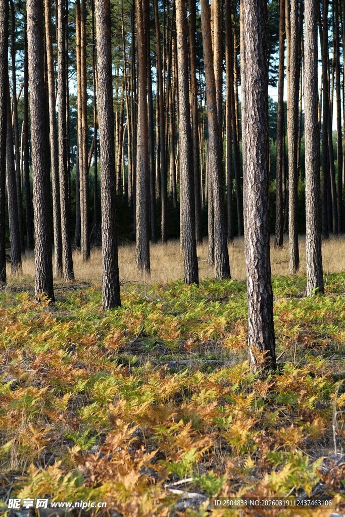 秋日松林 落叶铺就斑斓景