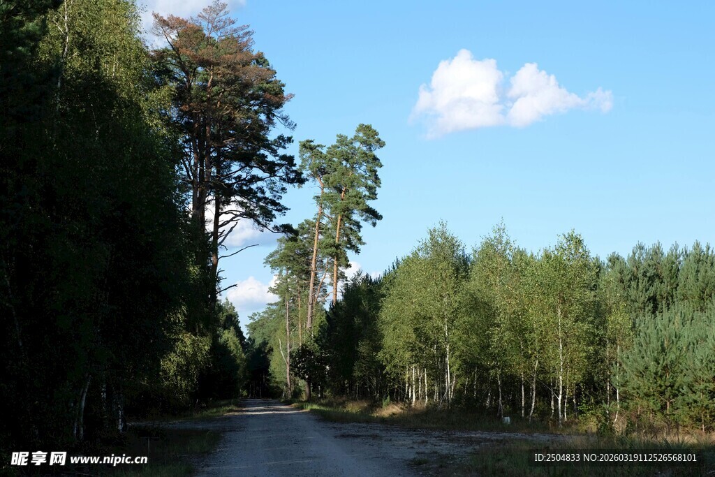 林间小道 开启自然漫步之旅