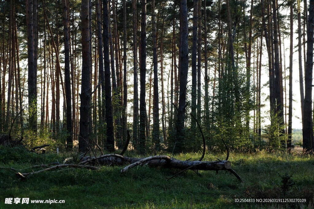 静谧森林中的自然景象