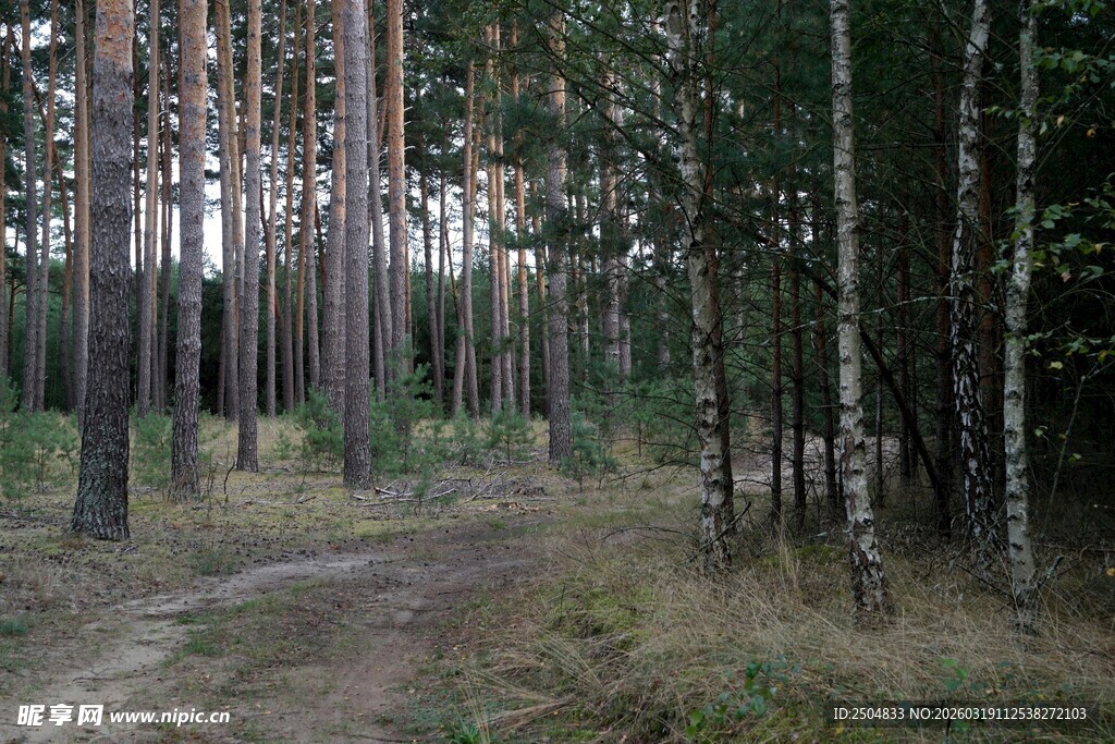 林间小道 静谧森林风光