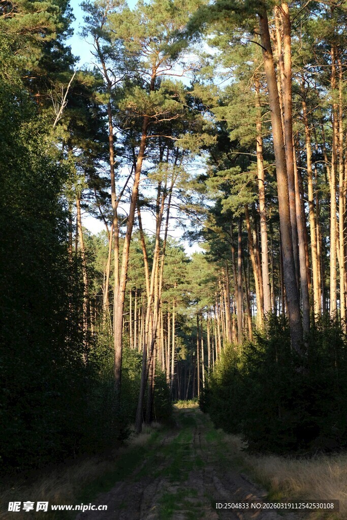 林间小道 静谧森林风光