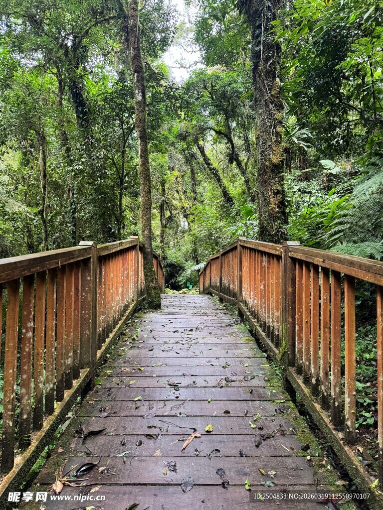林间木桥漫步小径